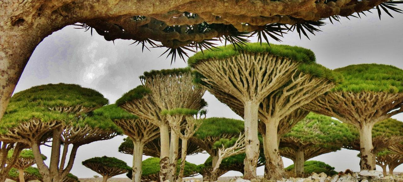 Socotra drevesa